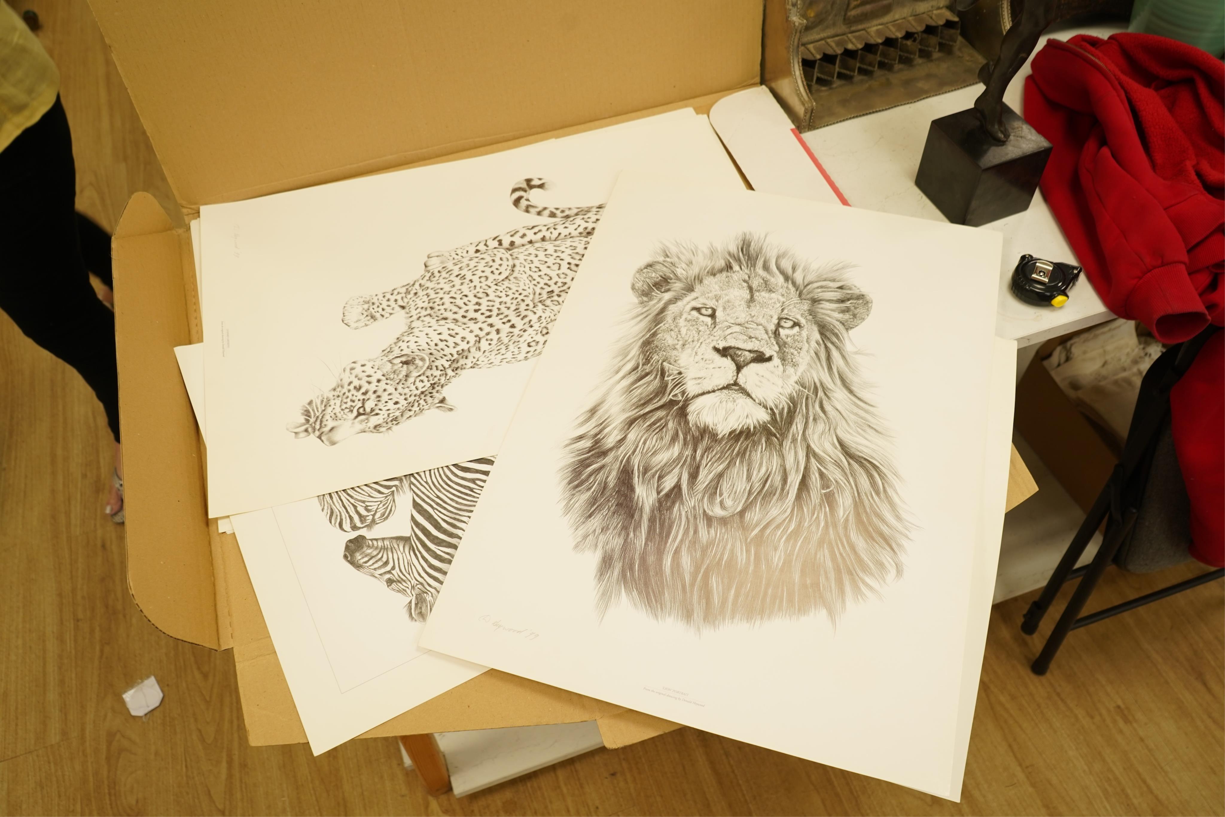 Donald Heywood (b.1944), eleven prints, each signed in pencil to include: ‘Leopard drinking’, ‘Lion portrait’ and ‘Lion cub’, unframed, largest 68 x 48cm